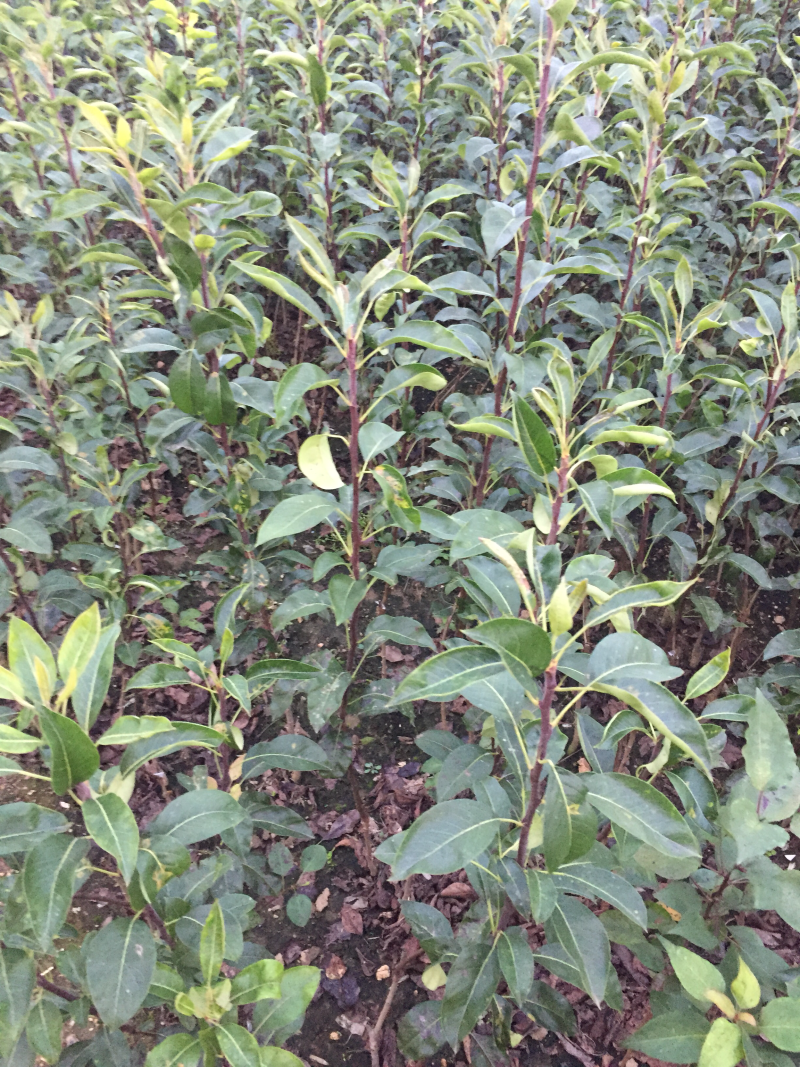 梨树苗黄金梨树苗晚熟肉质细腻多汁