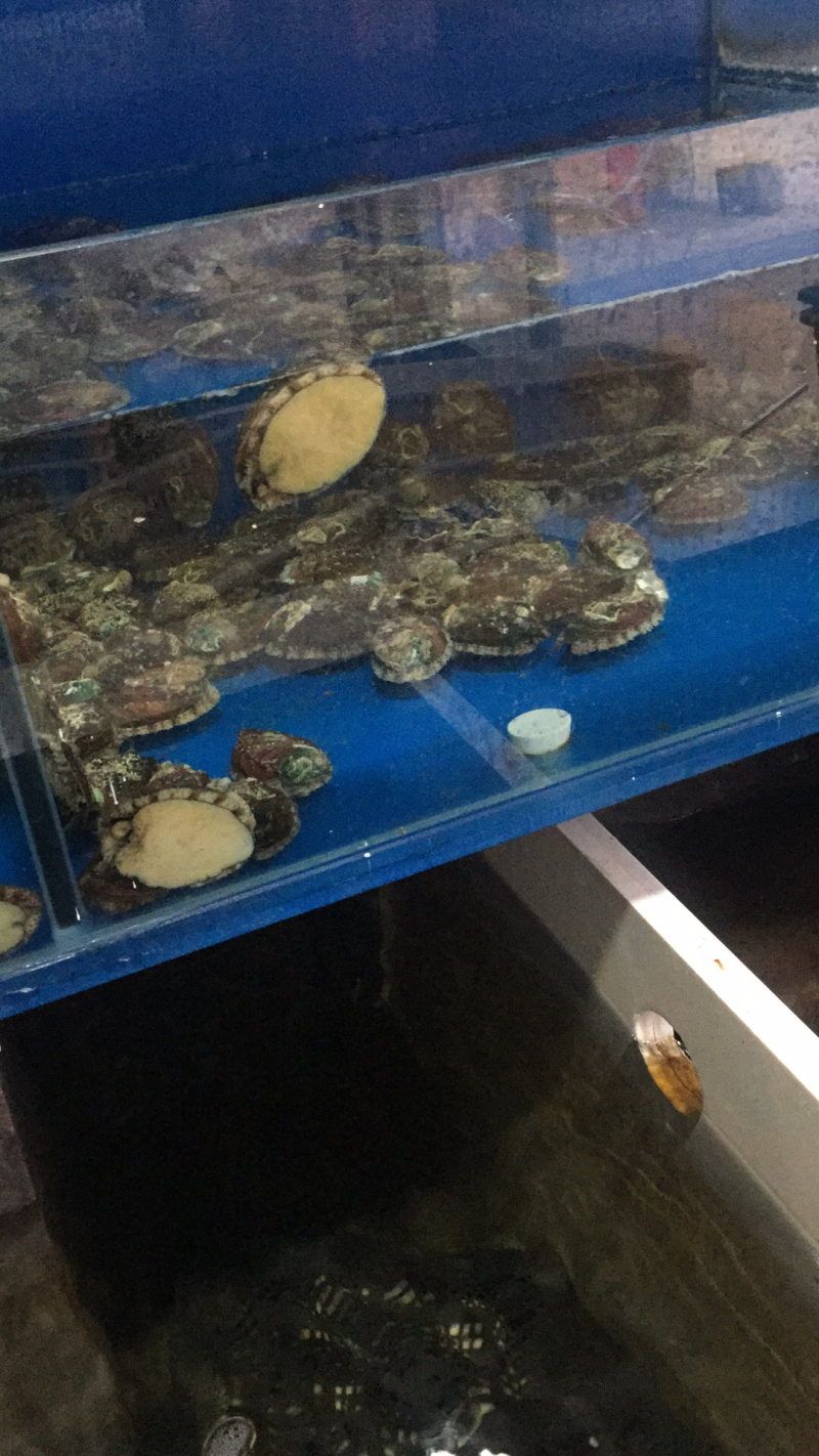 活体鲍鱼