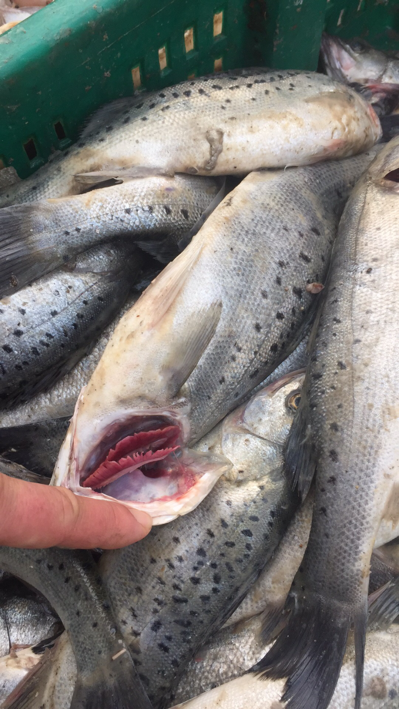 海鲜