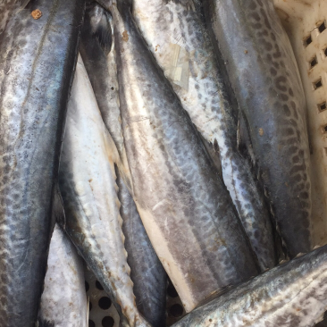 海鲜