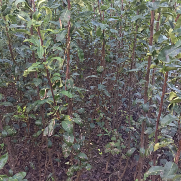 梨树苗玉露香梨树苗皮薄酥脆肉无渣