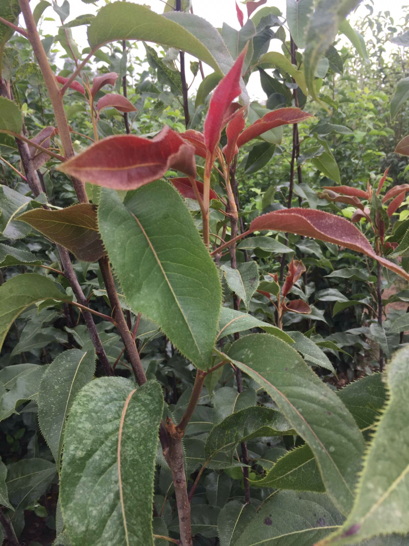 品种梨树苗奥红一号好成活嫁接种苗