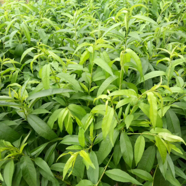 桃树苗三月桃苗50-60cm小、中杯苗都有