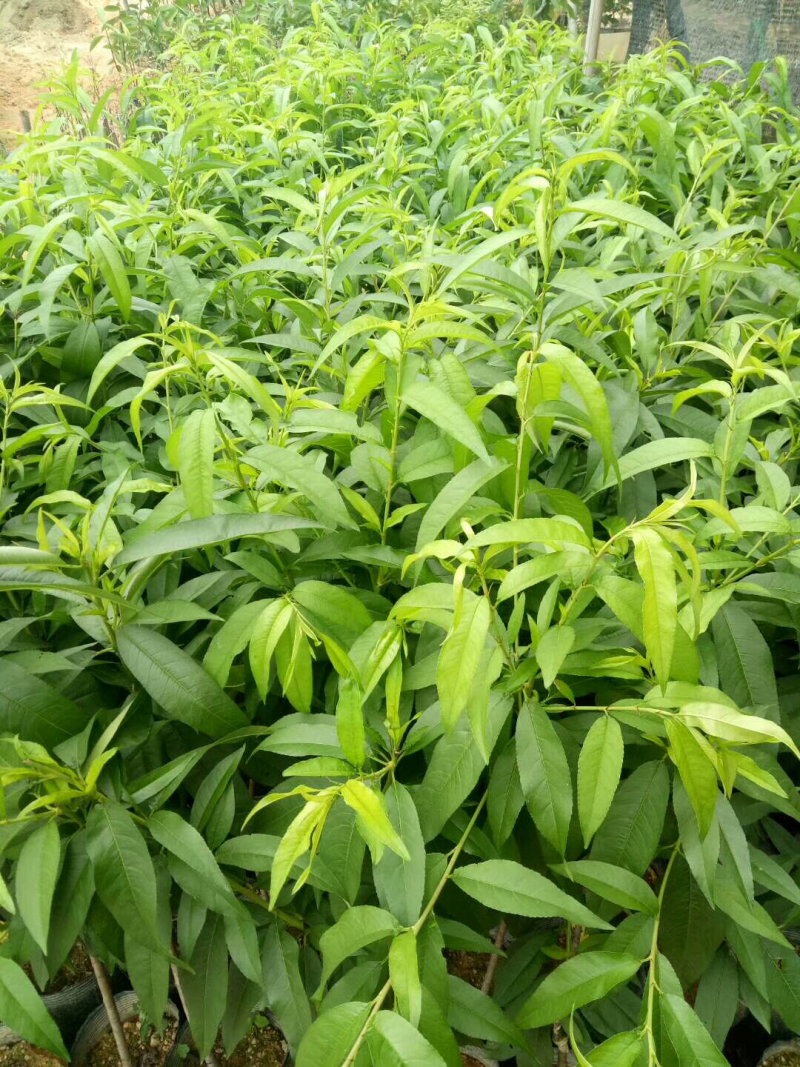 桃树苗三月桃苗50-60cm小、中杯苗都有