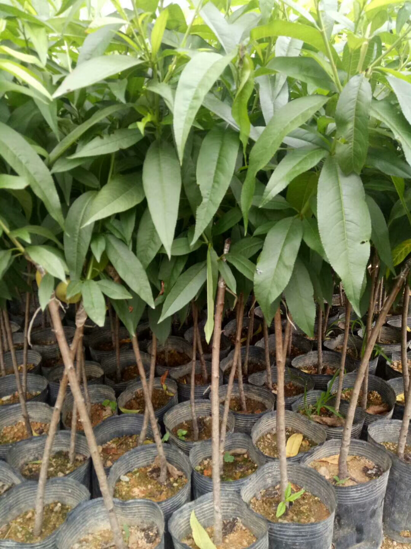 桃树苗三月桃苗50-60cm小、中杯苗都有