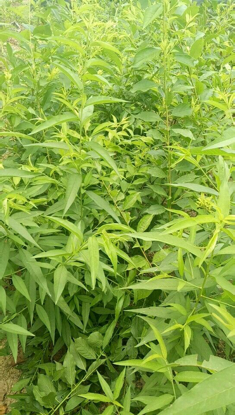 桃树苗三月桃苗50-60cm小、中杯苗都有