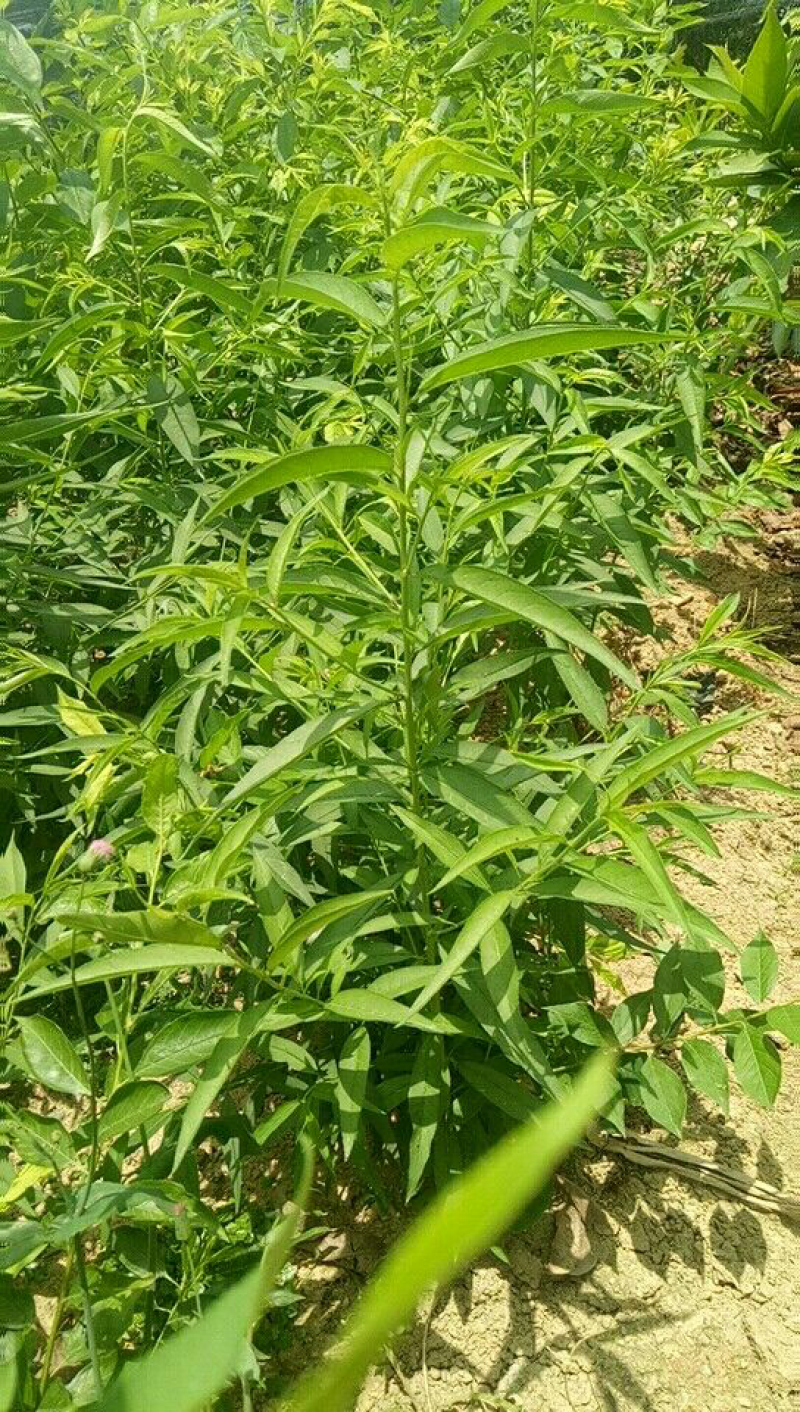 桃树苗三月桃苗50-60cm小、中杯苗都有