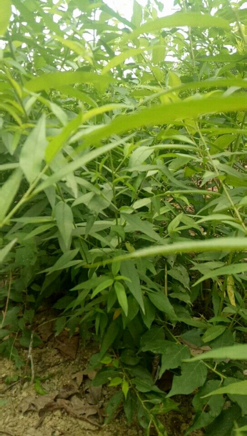 桃树苗三月桃苗50-60cm小、中杯苗都有