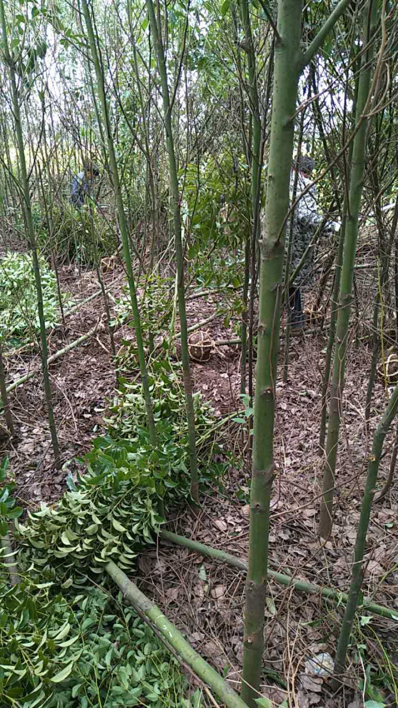 香樟，小叶香樟，苗圃一手货