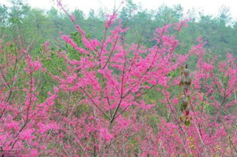 福建山樱花