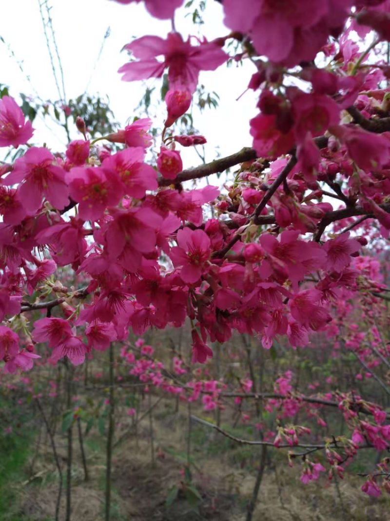 福建山樱花