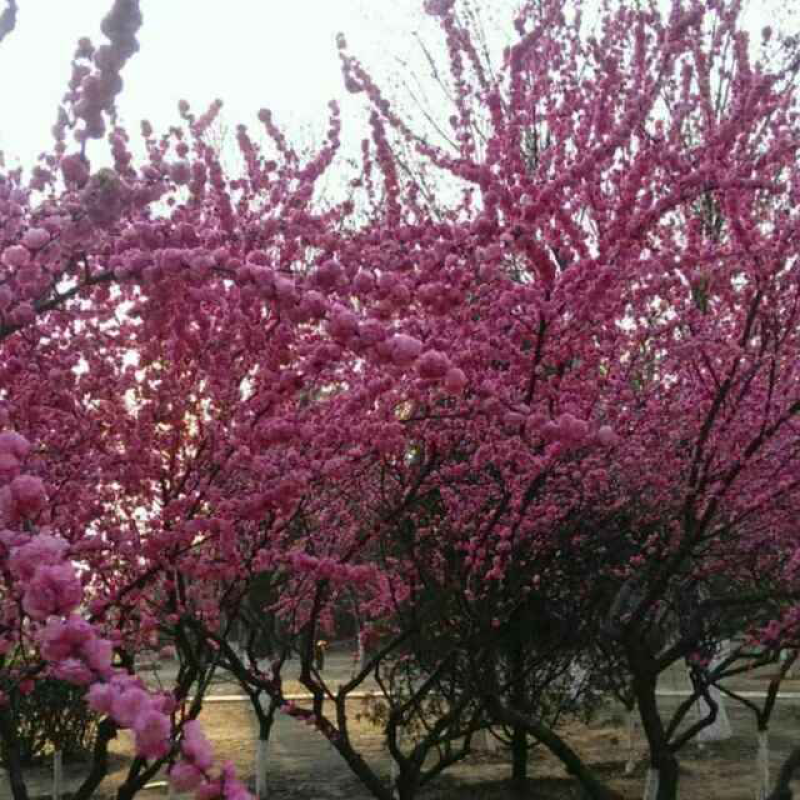 福建山樱花