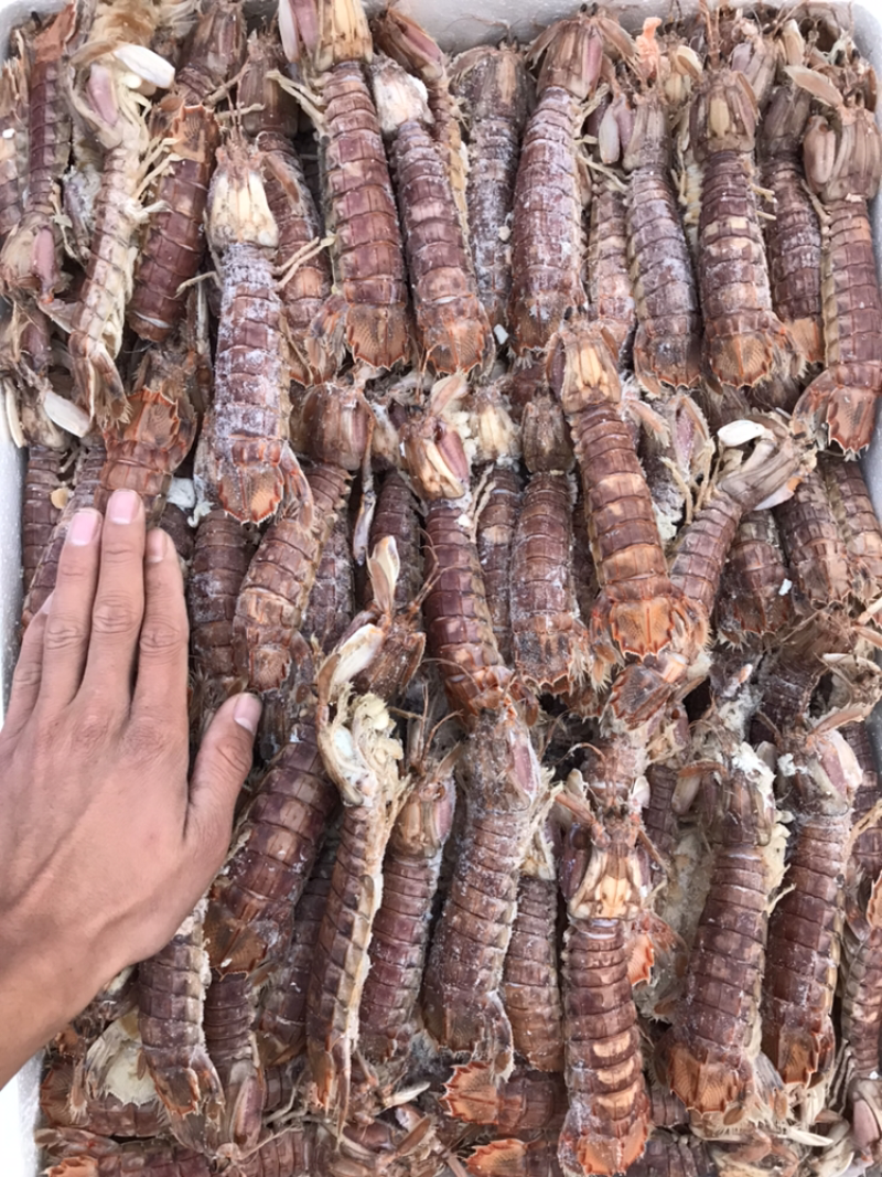 皮皮虾爬虾熟冻13厘米上(活煮)质量好