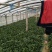 黑叶菠菜10~15厘米
