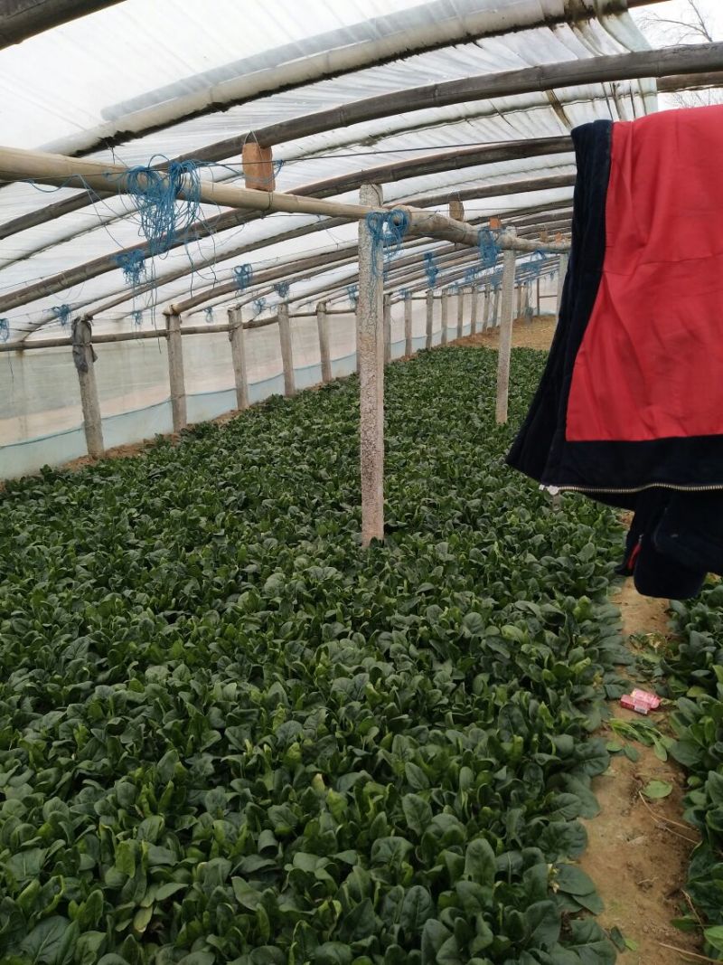 黑叶菠菜10~15厘米