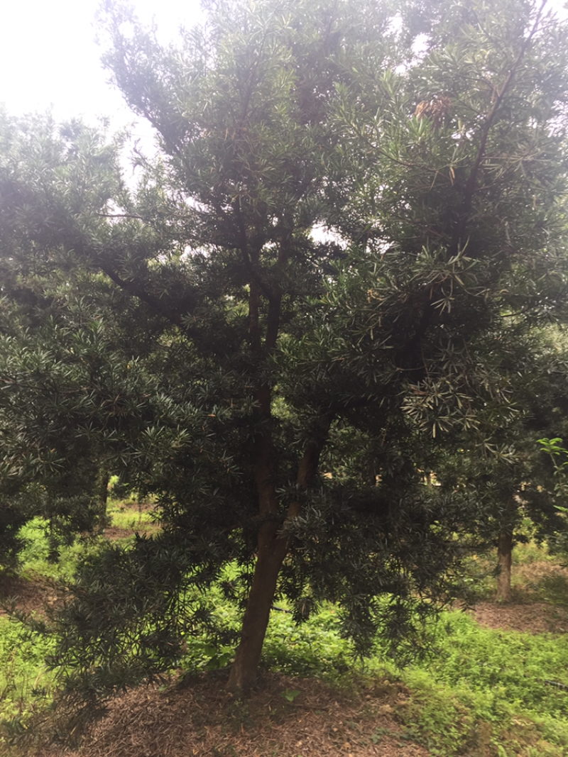 罗汉松，大量批发