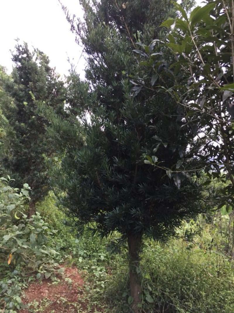 罗汉松，大量批发