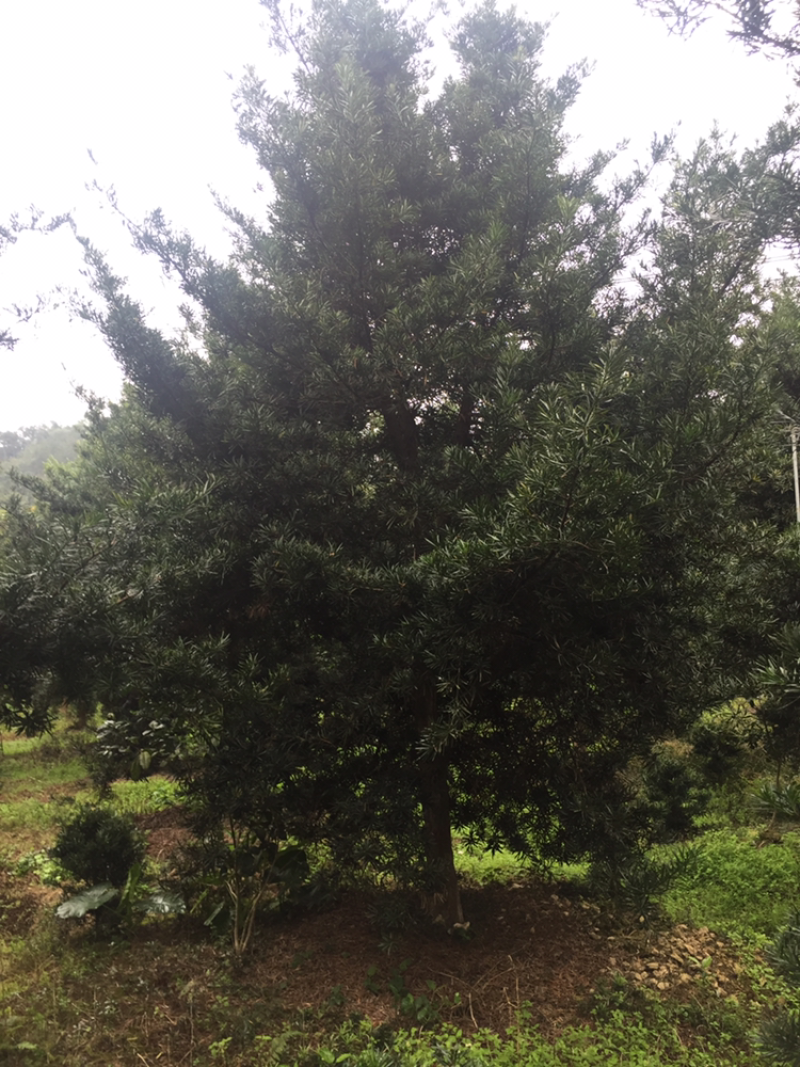 罗汉松，大量批发