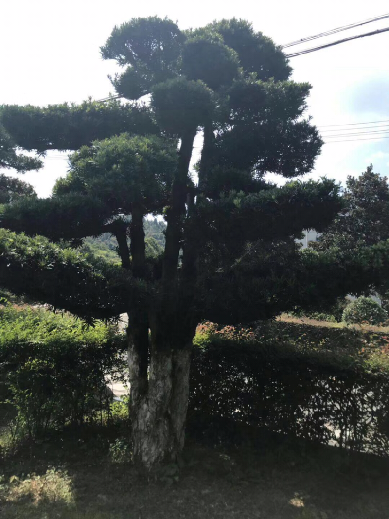 罗汉松，大量批发