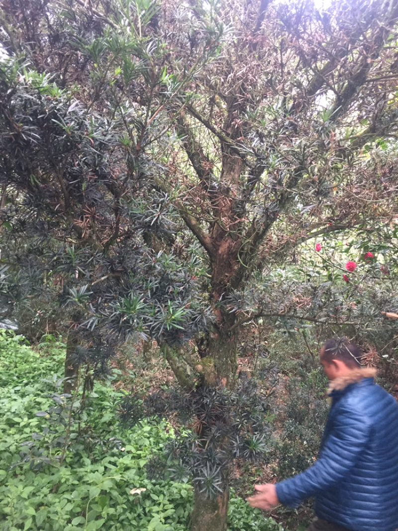 罗汉松，大量批发