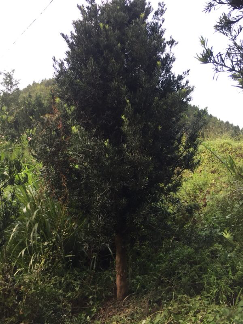 罗汉松，大量批发