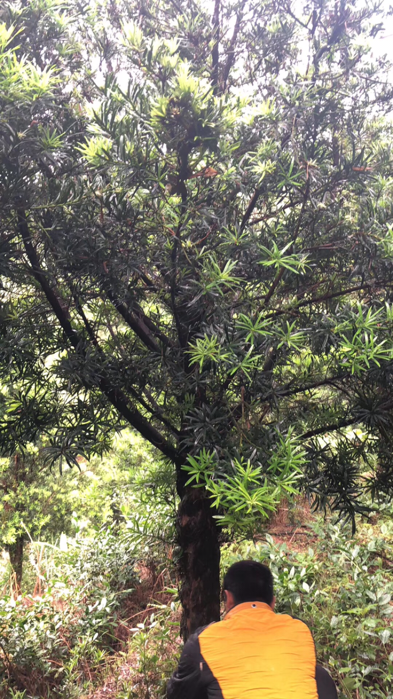 罗汉松，大量批发