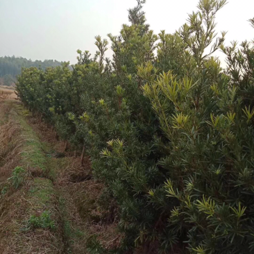 罗汉松，大量批发