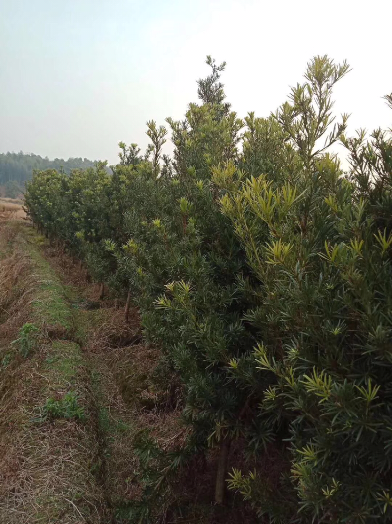 罗汉松，大量批发