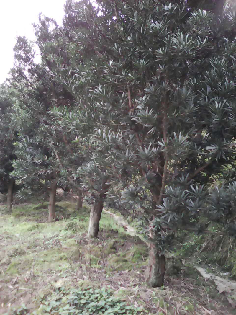 罗汉松，大量批发