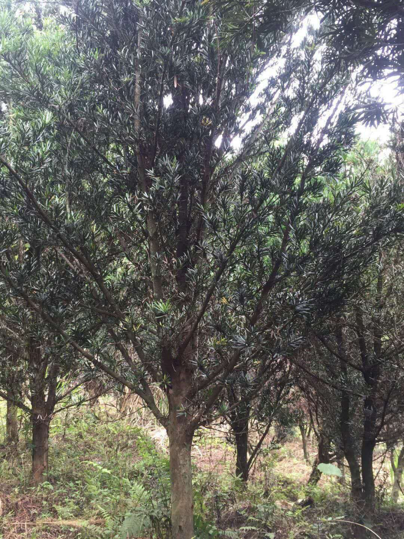 罗汉松，大量批发