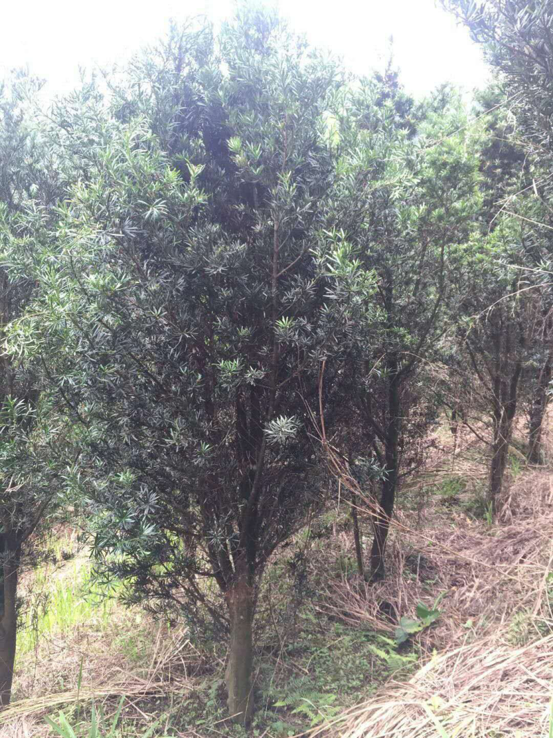 罗汉松，大量批发