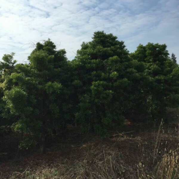 台湾罗汉松