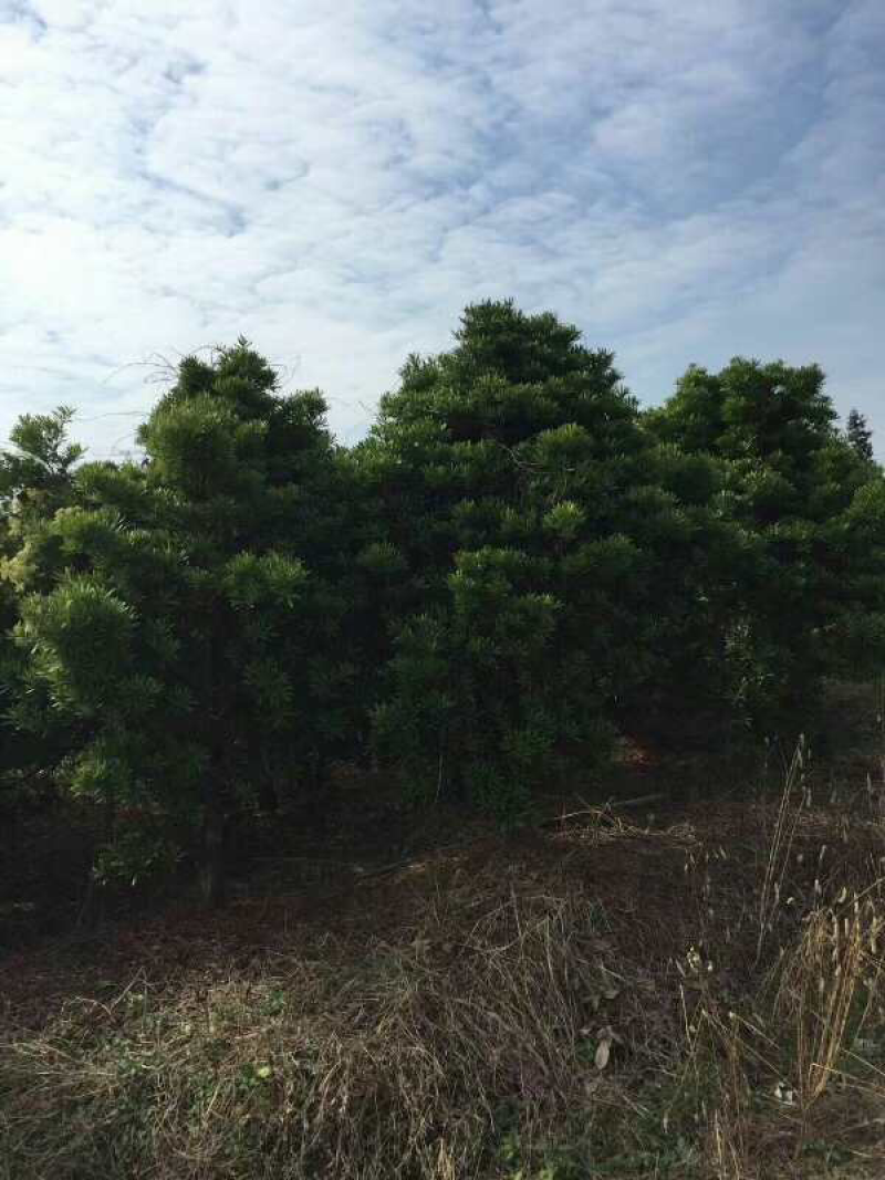 台湾罗汉松