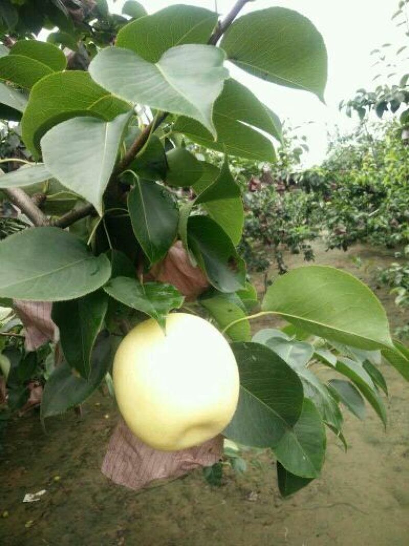 皇冠梨250~300g纸袋