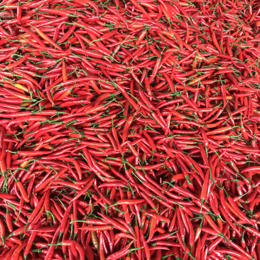 广东辣椒🌶️基地