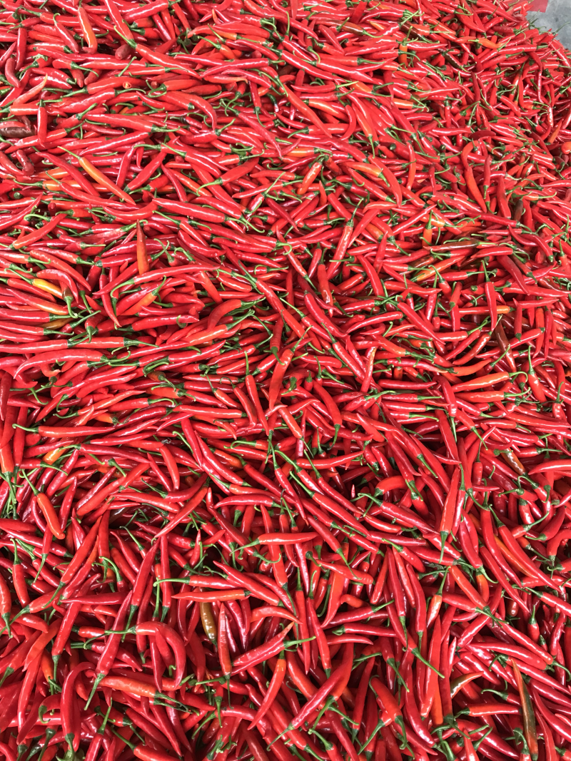 广东辣椒🌶️基地