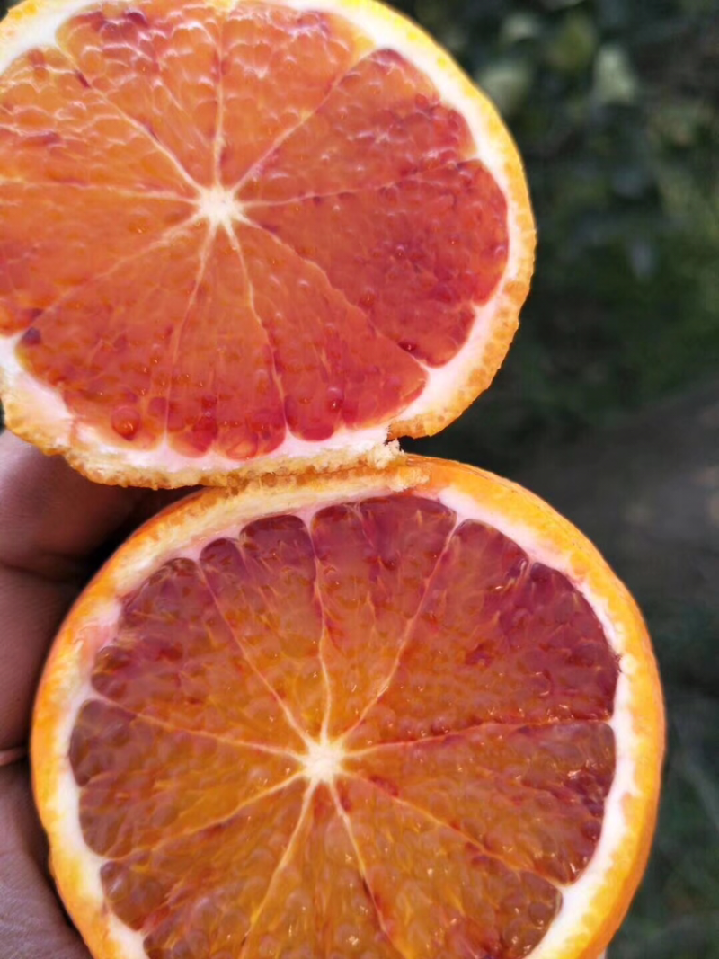 塔罗科血橙预售中元旦节开始采摘有需要的朋友联系我吧