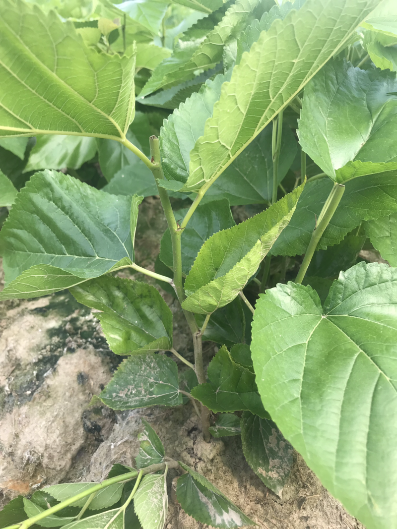 无籽大十果桑苗0.5以上嫁接苗