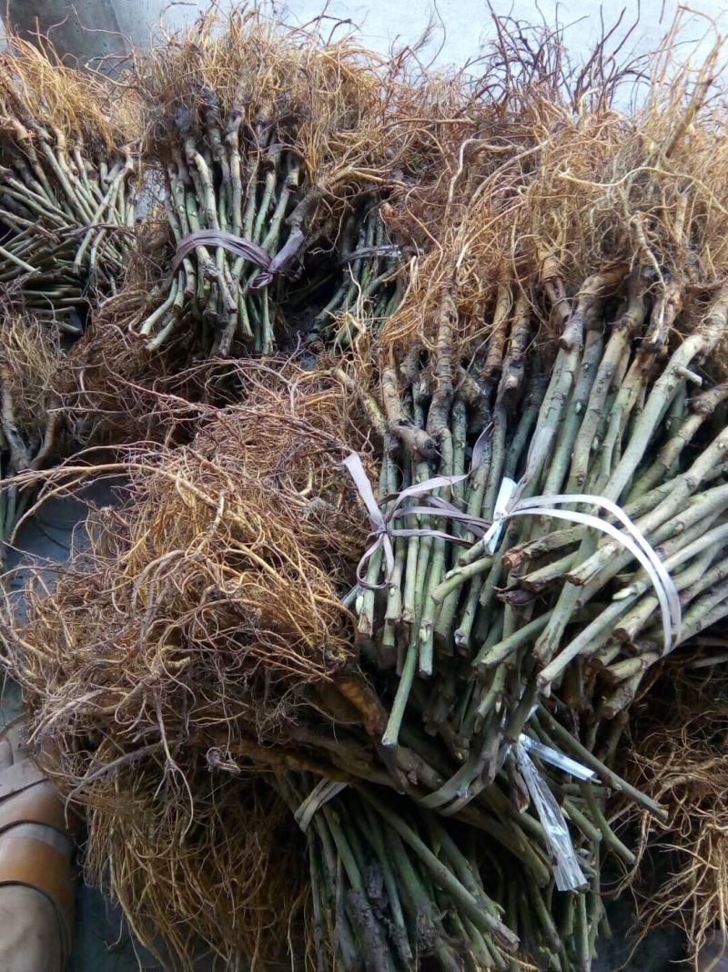 无籽大十果桑苗0.5以上嫁接苗