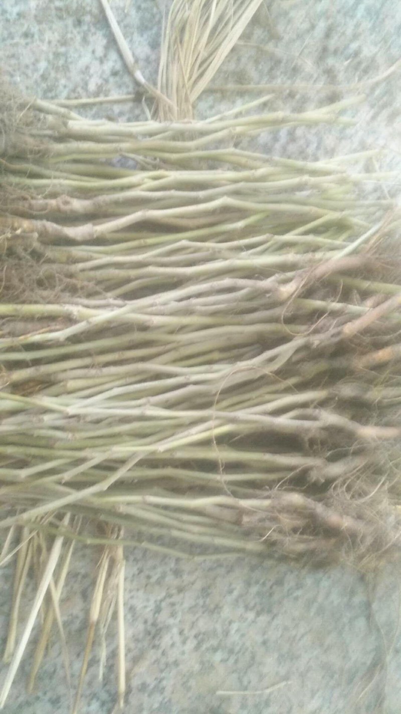 无籽大十果桑苗0.5以上嫁接苗