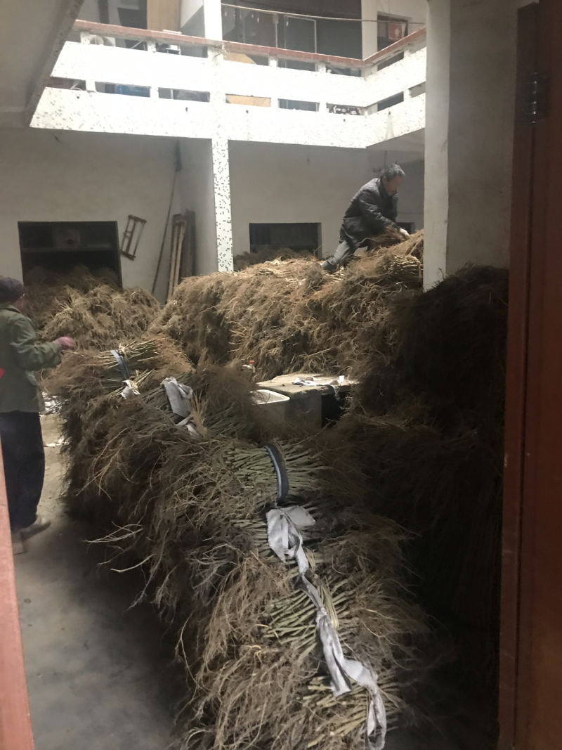 无籽大十果桑苗0.5以上嫁接苗