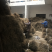 无籽大十果桑苗0.5以上嫁接苗