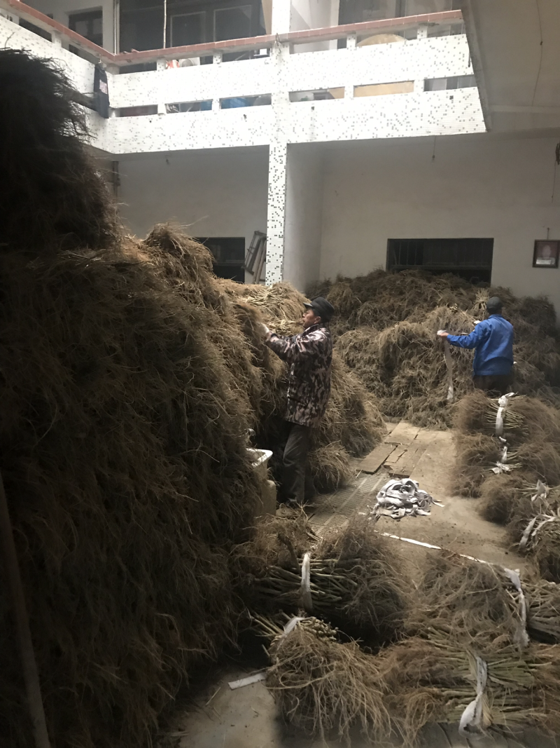 无籽大十果桑苗0.5以上嫁接苗