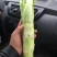 棒菜