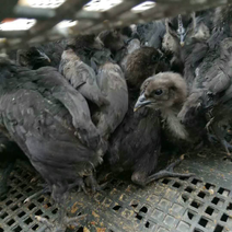 五黑鸡脱温鸡一个月防疫齐全，包成活包运输