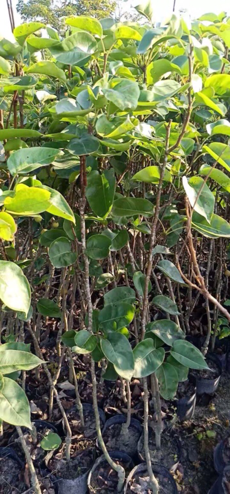 青花梨苗正品嫁接苗地苗杯苗全有