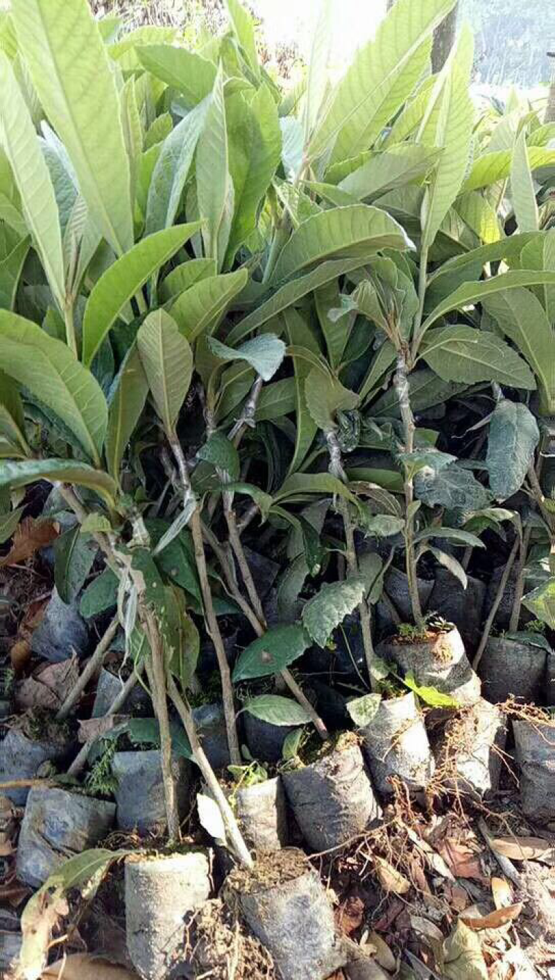枇杷树苗早钟6号枇杷苗50-80cm杯苗