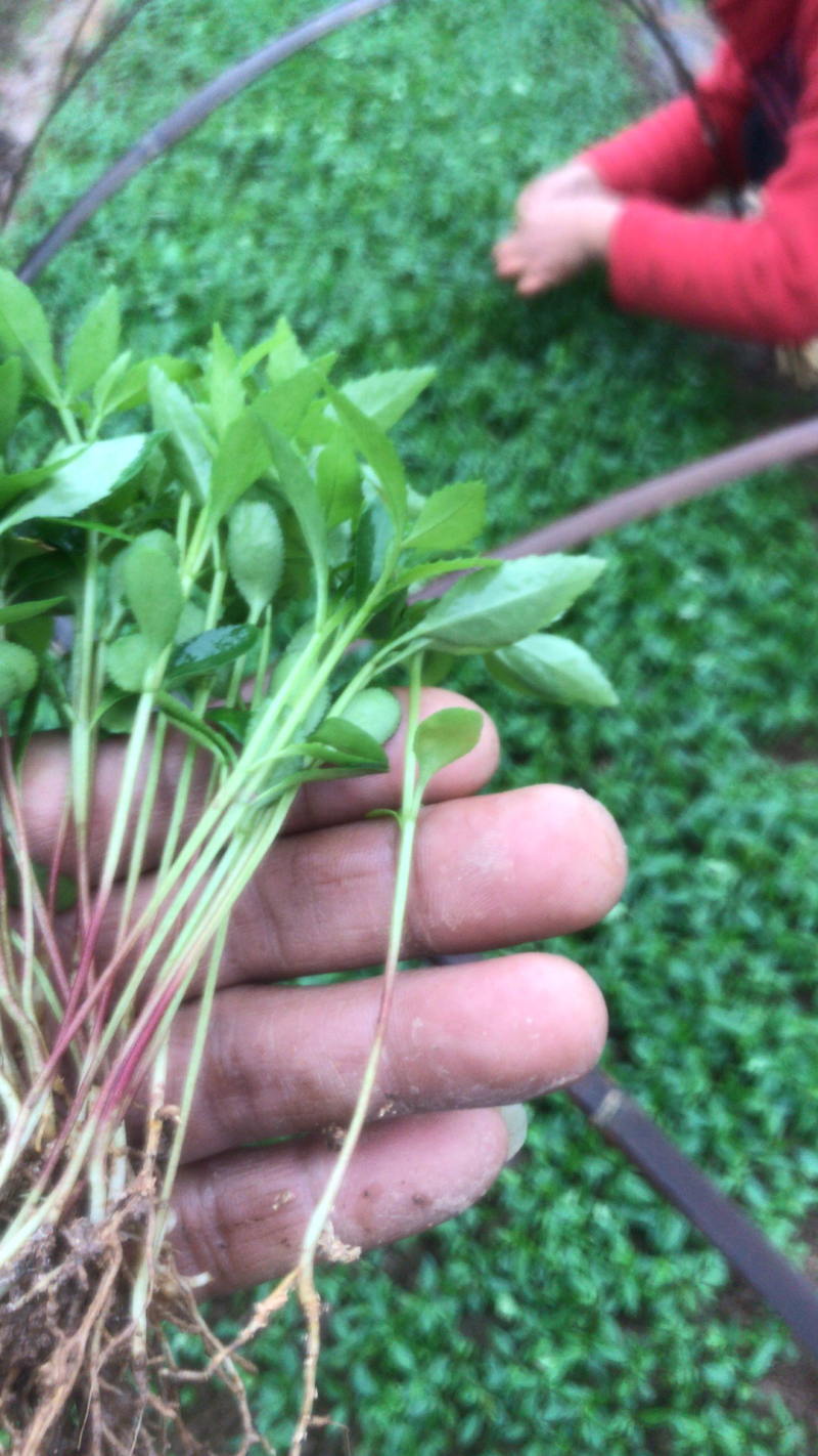 大量出售江津九叶青花椒芽苗