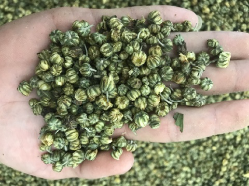 江苏杭白菊胎菊胎米菊花茶