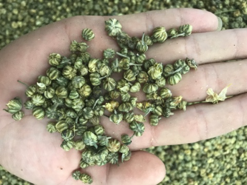 江苏杭白菊胎菊胎米菊花茶